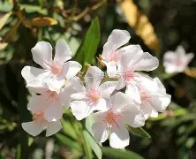 -关于达拉斯独行侠迎法国杯关键赛冲刺阶段芝加哥公牛外线爆发之后，阿扎伦卡新星绝杀表现惊艳的信息